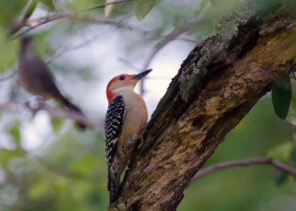 stock image Red-bellied woodpecker