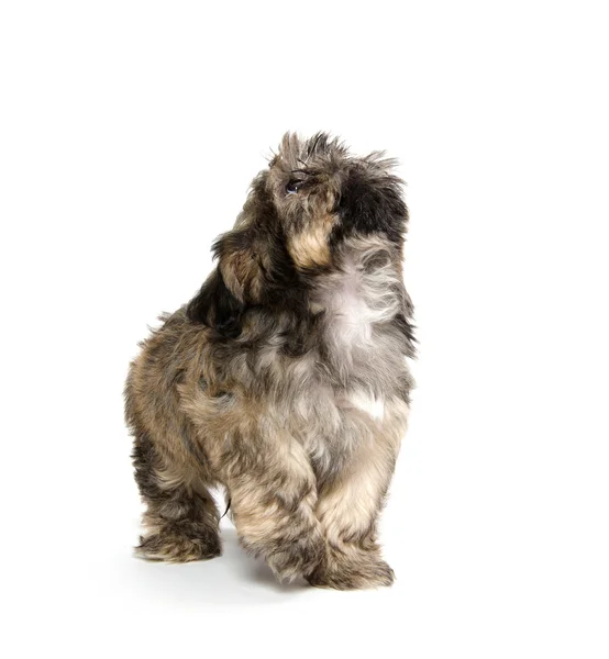 Cãozinho Shih Tzu — Fotografia de Stock