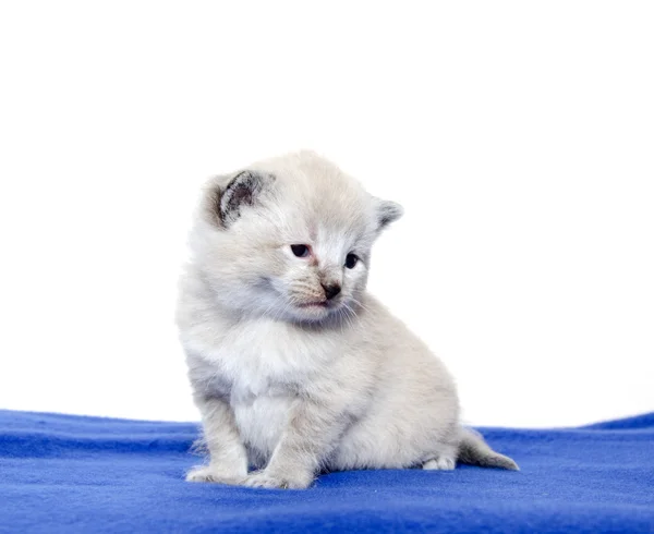 Cute baby kitten on blue blanket — Stock Photo, Image