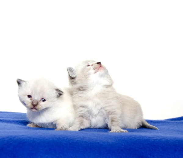 Iki sevimli yavru kedi üzerinde mavi battaniye — Stok fotoğraf