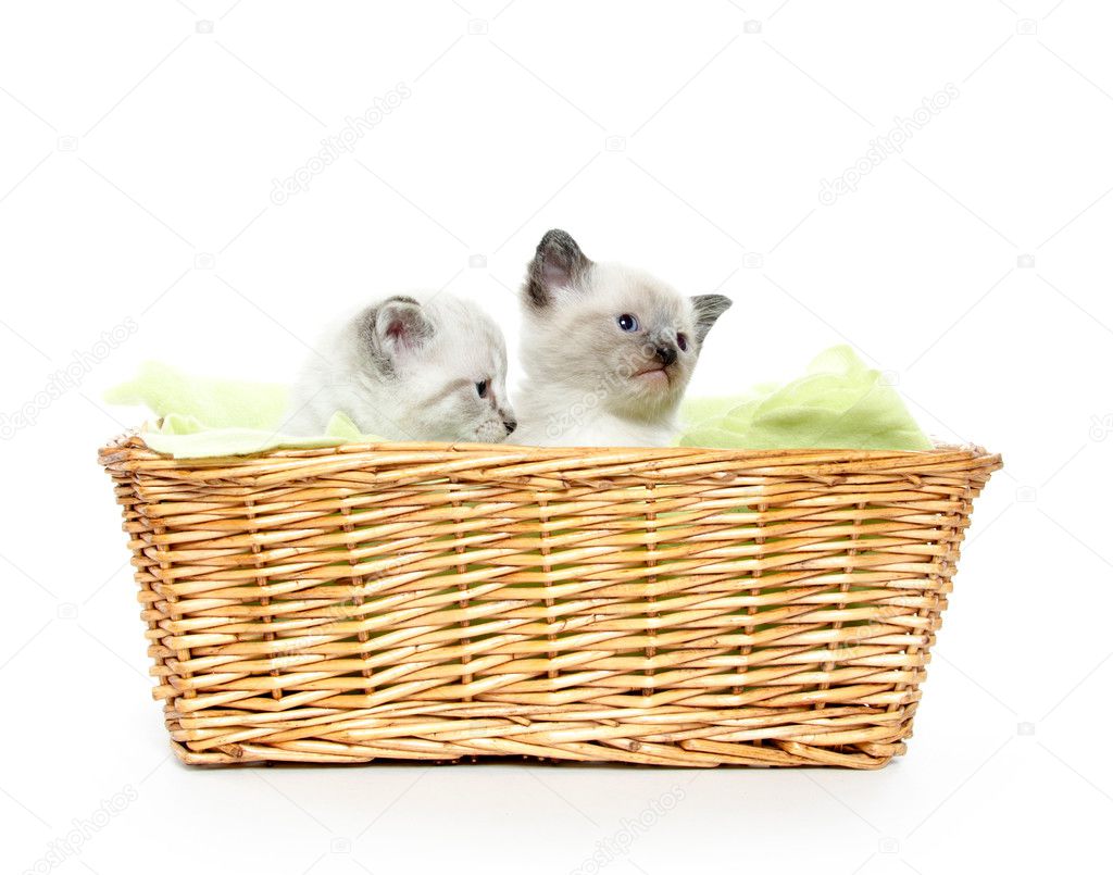 two tier cat basket