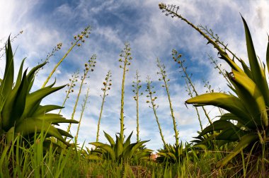 Agave bitki