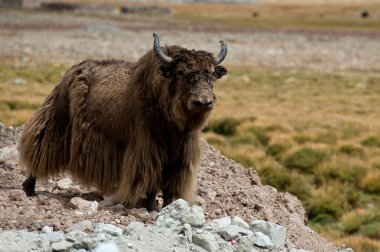 kahverengi Tibet Tibet sığırı