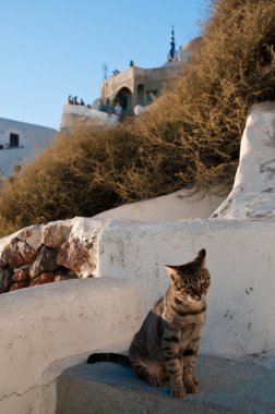 Santorini'de kedi