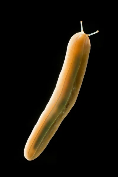 Slug close up — Stock Photo, Image