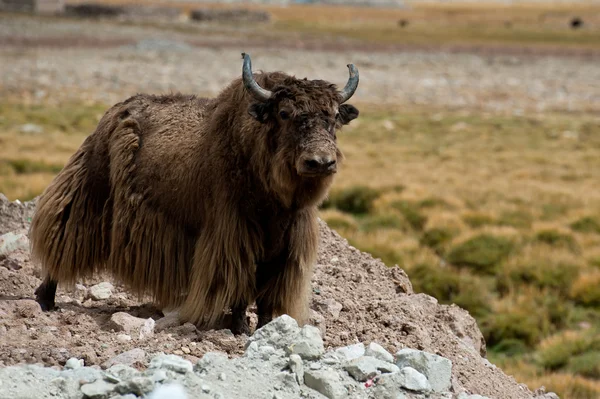 stock image Brown Tibetan yak