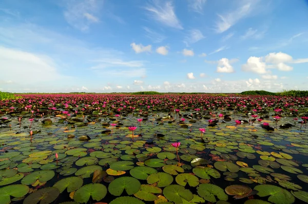 stock image Lake full of water lilies