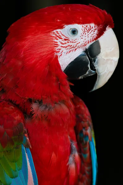 stock image Colorful parrot