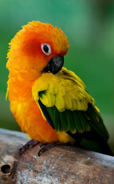 Красочный экзотический попугай — стоковое фото