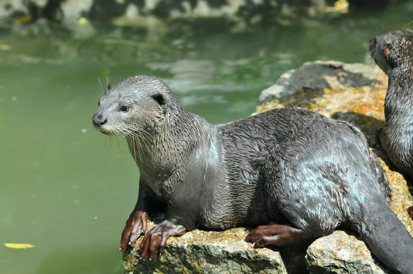 stock image Smooth Otter