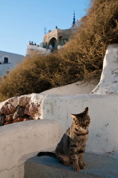 산토리니에 고양이 — 스톡 사진
