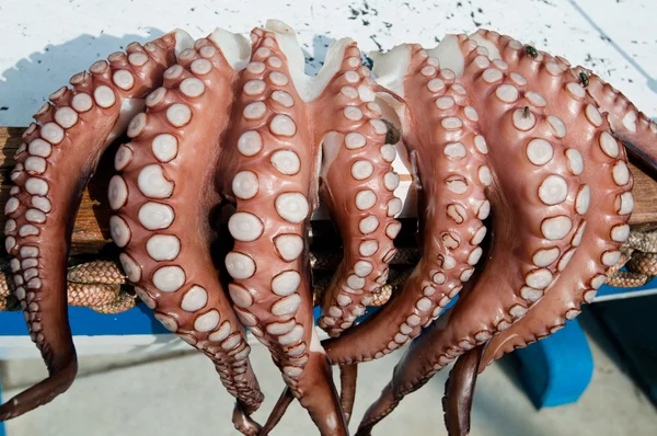 Drying octopus, Naxos, Greece — Stock Photo, Image