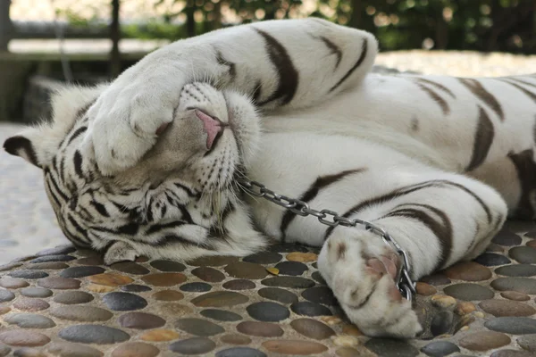 Λευκή τίγρης στο ζωολογικό κήπο — Φωτογραφία Αρχείου