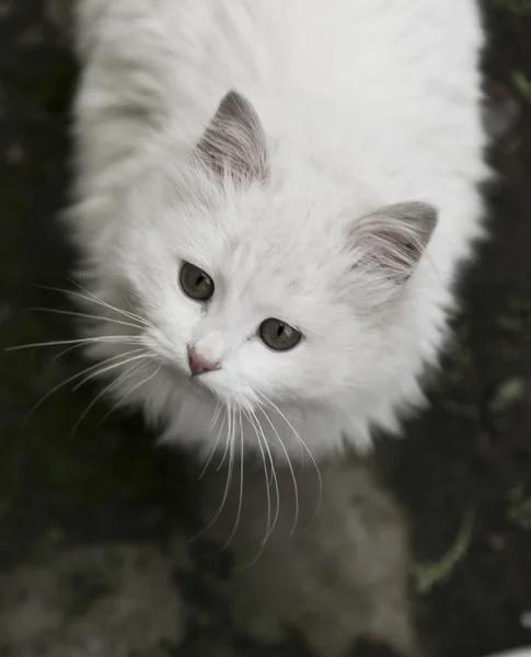 Gato branco — Fotografia de Stock