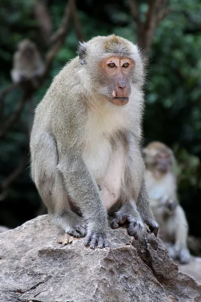 stock image Macaque