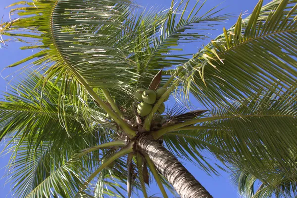 stock image Palm tree