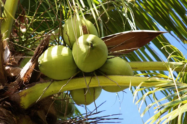 Cocoes auf einer Palme Stockfoto