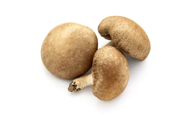 stock image Shiitake