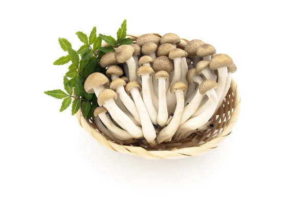 Shimeji Mushroom — Stock Photo, Image