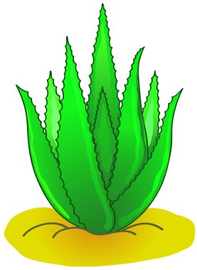 aloe vera