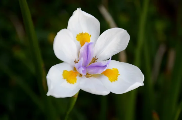 stock image Flower