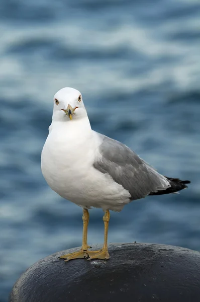 stock image Seagull.