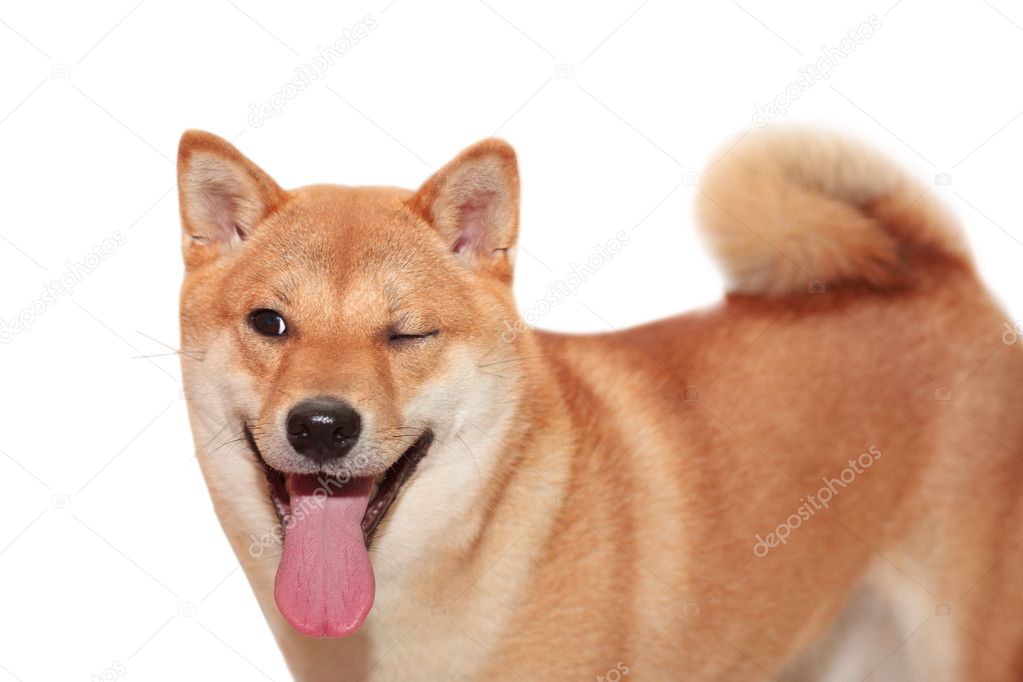 Funny winking dog