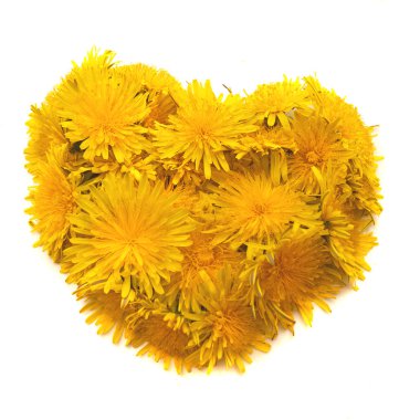 Dandelions clipart