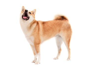 Shiba Inu köpek ayakta