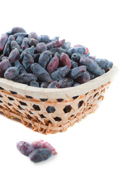 stock image Honeysuckle berries