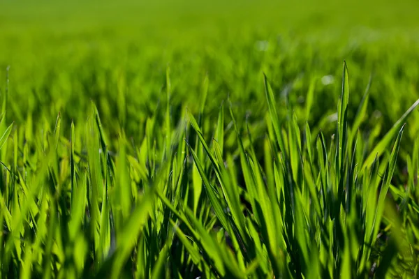 stock image Green grass