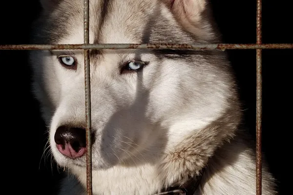 stock image Hasky in cage