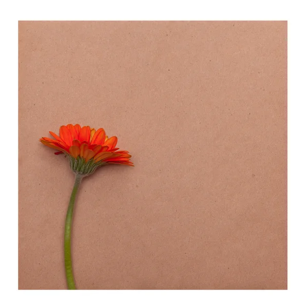 Rough paper and flower — Stock Photo, Image