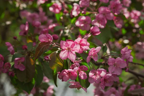 stock image Branch with flowers