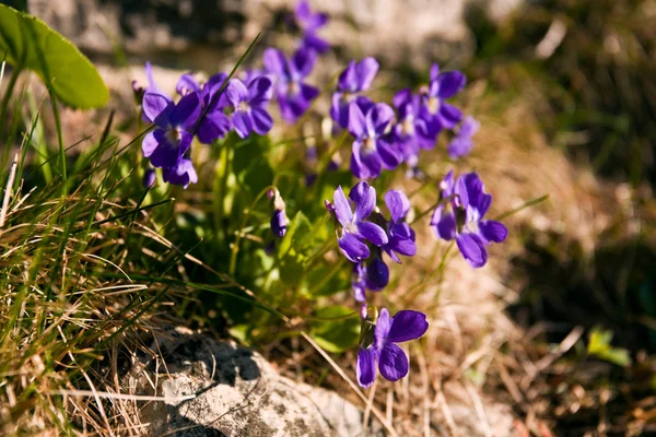 Viola blommor Royaltyfria Stockbilder