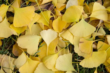 ginkgo biloba sonbahar yaprakları