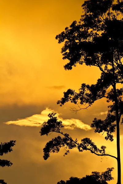 stock image Tree silhouetted against golden sunset