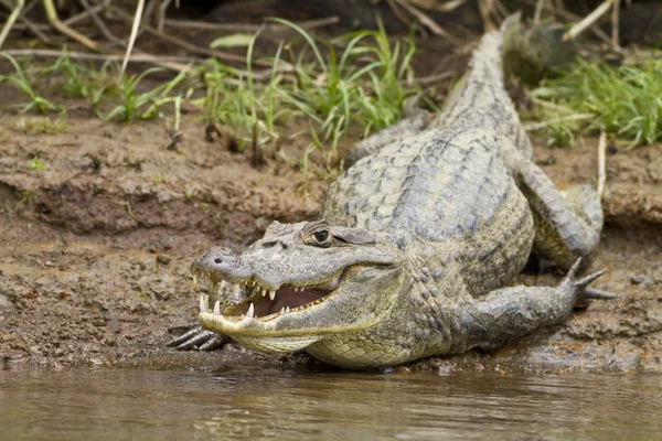 Kajmán (Kajmán crocodilus fuscus) — Stock Fotó