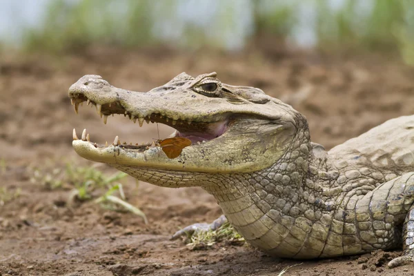 Cayman (Caiman crocodilus fuscus) with butterfly feeding in its — Stock Photo, Image