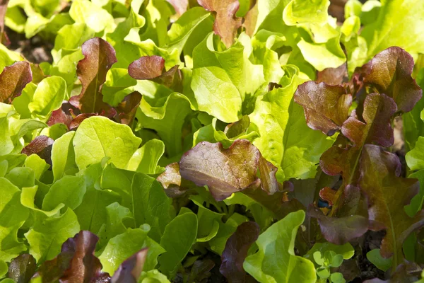 Primer plano de crecimiento de hojas de ensalada de bebé — Foto de Stock