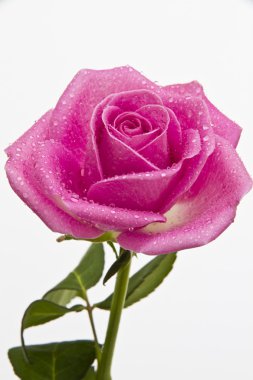 Close up of a pink rose with rain drops clipart