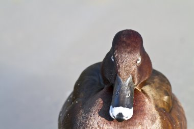 Mean looking duck clipart