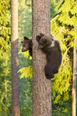 Bir ağaç tırmanma iki boz ayı yavrularını (Ursus arctos)