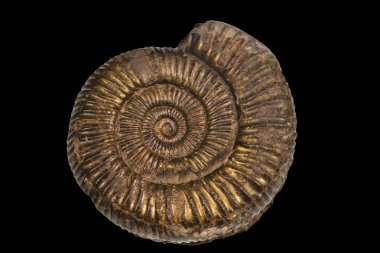 pyretized Ammonit