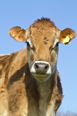 Portrait of a Jersey Cow clipart