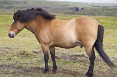 Icelandic Pony Stallion in profile clipart