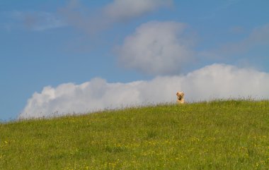 Tepedeki köpek