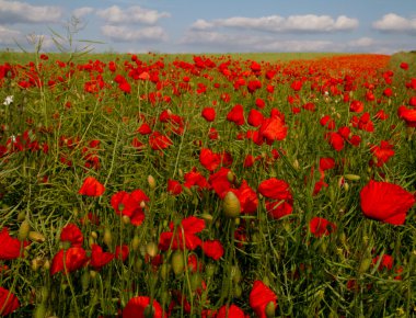 yağlı tohum tecavüz alanında scarlet poppies Bloom