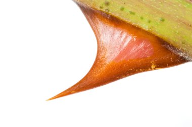 Macro picture of a rose thorn clipart