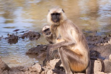 Anne ve bebek langur maymun gri